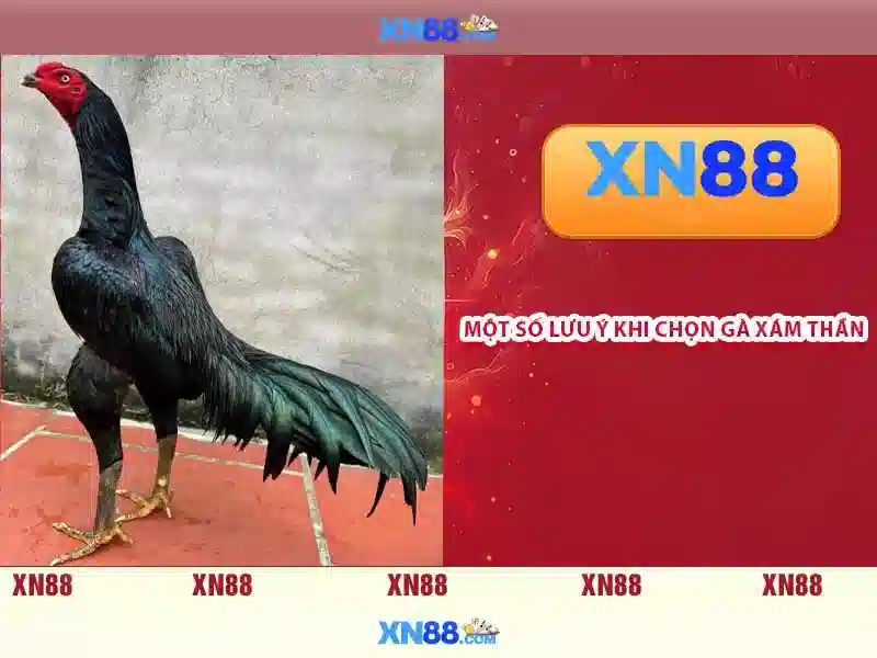 XN88 - Giới thiệu nền tảng cá cược trực tuyến phổ biến