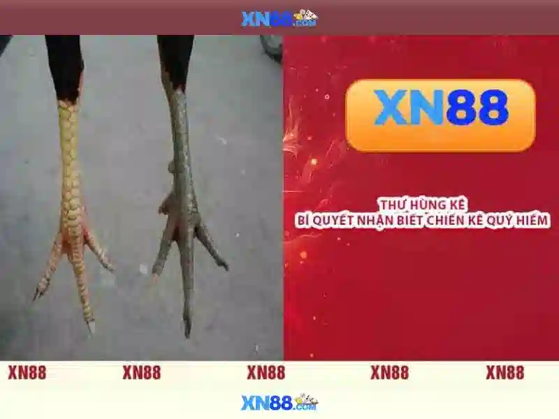 Nền tảng và trò chơi\n\n