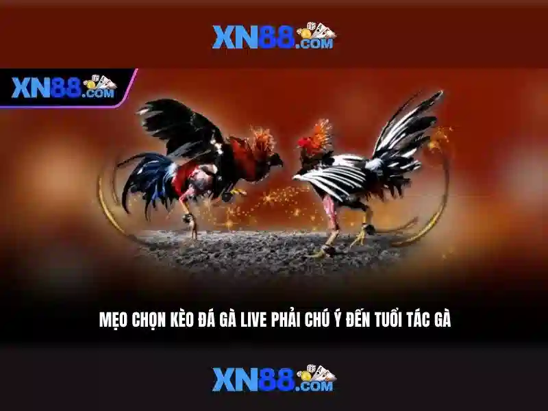 XN88: Nền tảng trò chơi trực tuyến đáng tin cậy