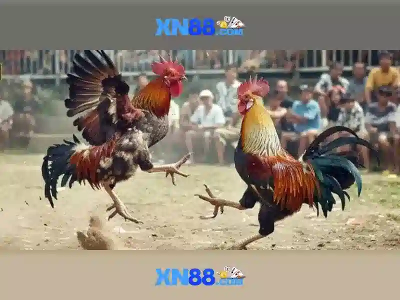 Giới thiệu về XN88