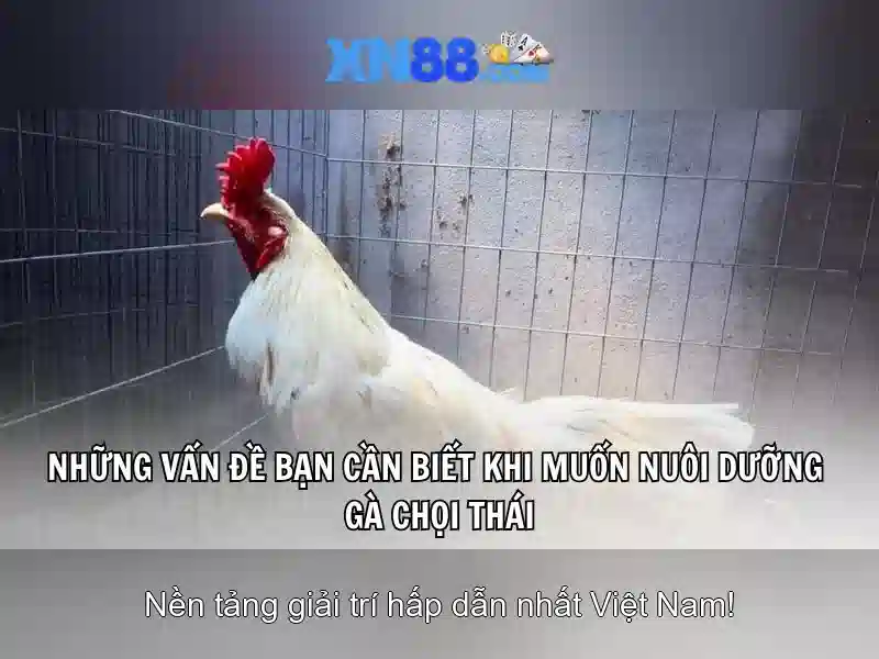 Giao diện và trải nghiệm người dùng xn88