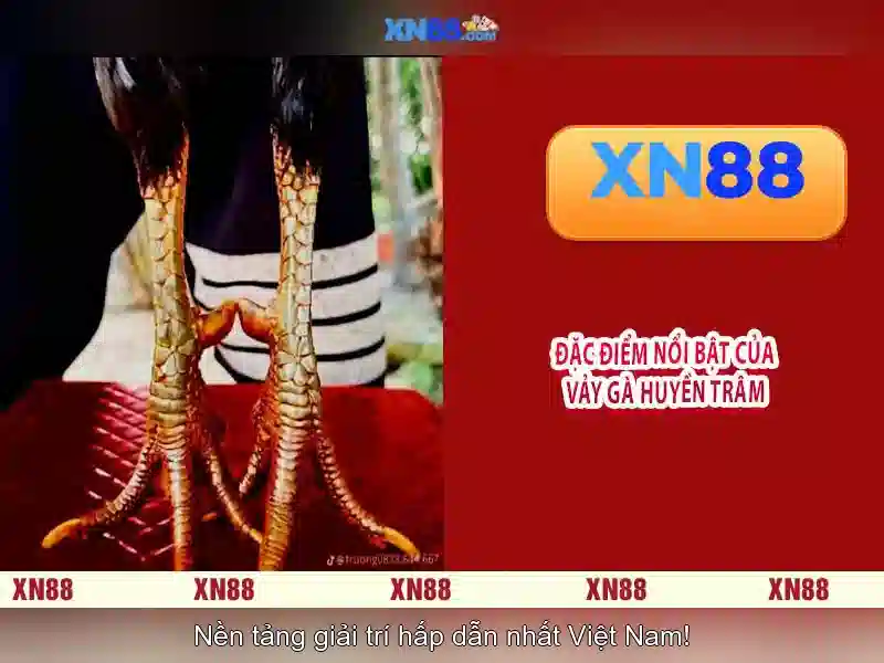 Lịch sử và nguồn gốc của XN88